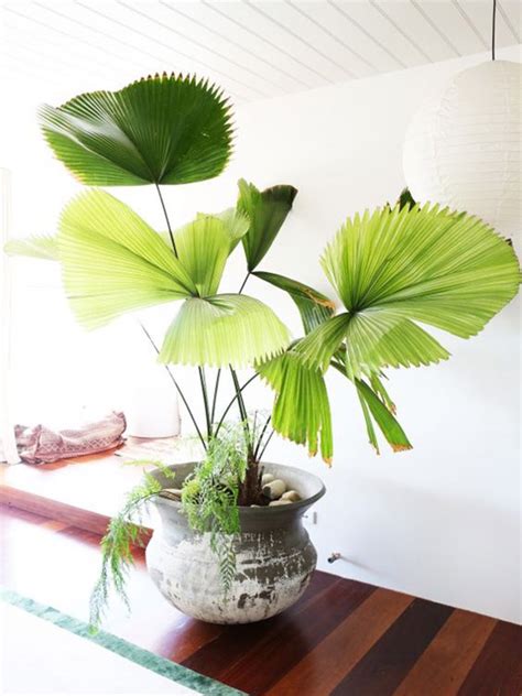 綠巨人植物風水|耐陰又好養的九種大型室內植栽推薦，沒有陽光也能享。